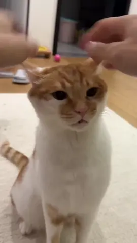 cat attraction sound meowing meowwwwo sounds  #catsound #meow #catsounds #meowing 