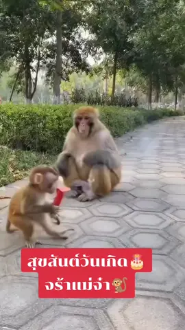 #สัตว์โลกน่ารัก #คลิปตลกฮาๆ #คลิปตลก #คลิปขําๆ 