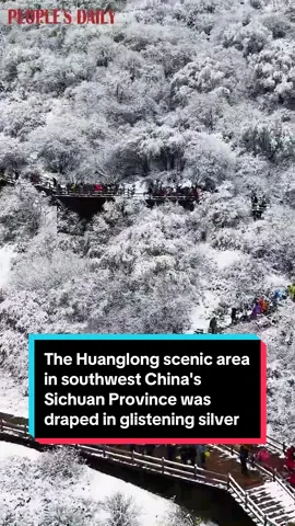 کوردی/عربي/English ناوچەی دیمەنی هوانگلۆنگ لە پارێزگای سیچوان لە باشووری ڕۆژئاوای چین دوای بەفربارینی ئەم دواییە بووەتە زیوێکی گەشاوە و دیمەنێکی ئەفسوناوی زستانی بۆ سەردانکەران دروستکردووە. ‏‎ــــــــ ـــــــــ ـــــــــ ــــــــ ــــــــ اكتست منطقة هوانغلونغ ذات المناظر الخلابة في مقاطعة سيتشوان جنوب غرب الصين باللون الفضي اللامع بعد تساقط الثلوج مؤخرًا، مما خلق مشهدًا شتويًا ساحرًا للزائرين. ـــــــ ـــــــــ ـــــــــ ـــــــــ ـــــــ The Huanglong scenic area in southwest China's Sichuan Province was draped in glistening silver after a recent snowfall, creating a magical winter spectacle for visitors.  #china #chinacountry #chinalove #chinabeauty #chinaa #sichuan 