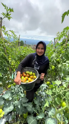 Yok siapa mau ikutan panen?