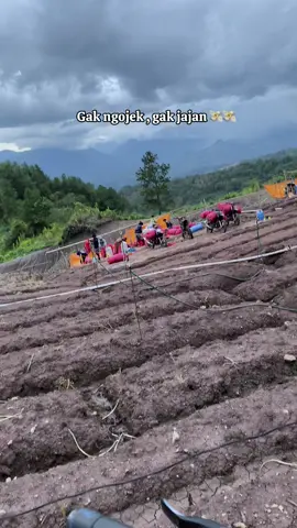 #ojeksantuy #kebunbawangmerah  #petanimilenial  #fyppppppppppppppppppppppp 