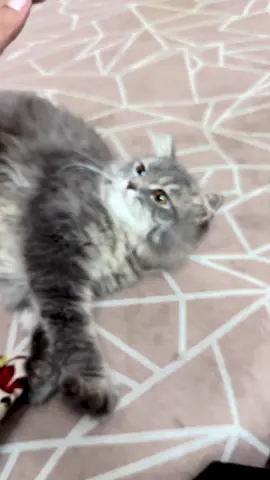 খামচি দিছে .....রক্ত বের করে দিছে 😭 #viralcats #furyou #viral 