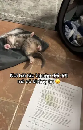 #cat #funnycat #meo #viral #cutecat 