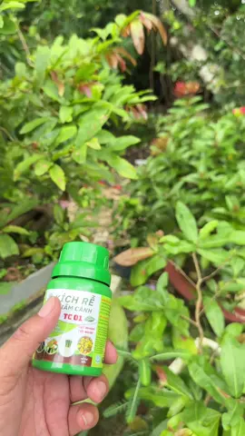 phân bón kích rể#shopquocbinh #phanbon #phanbongoc #kichre #kichremaivang 