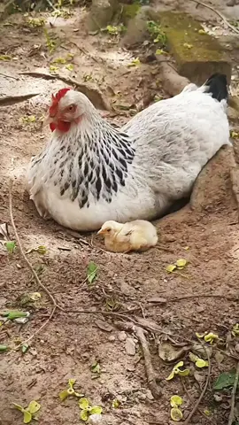 #pet #chickenpets #chicken #fofo #pintinho 