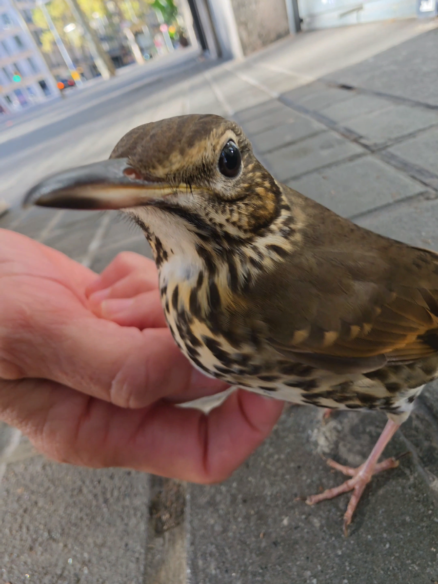 alguien me puede explicar esta mutación del universo? xd