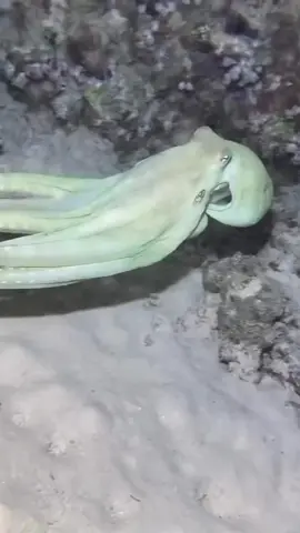 #octopus #camouflage #animals #viral #mustwatch 