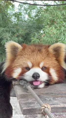 Awwwww so cute #redpanda #cute #animal 