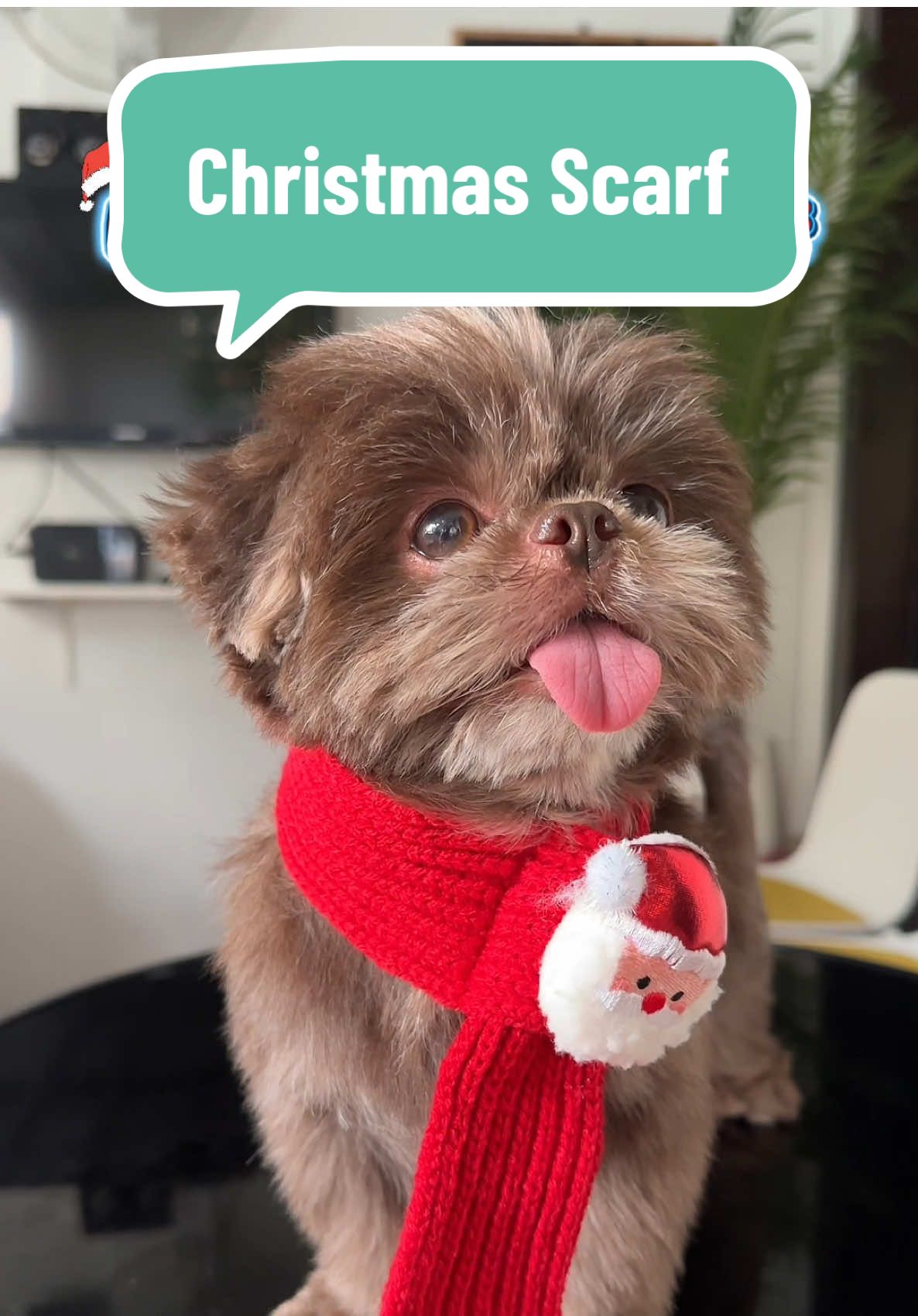 Ang lakas maka pogi nitong dog collar for christmas! Pwedeng pwede syempre sa mga pretty kong gelprens dyan 😍 #petchristmas #christmasdog #dogchristmasoutfit #dogscarf #petscarf 