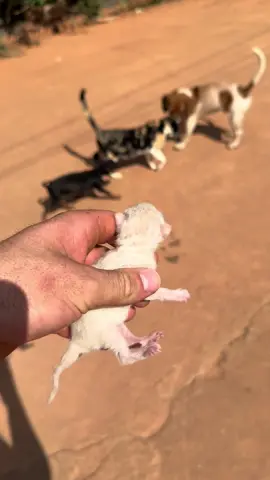 Gente, gracas a Deus encontrei a mãezinha dela, bora achar essa ninhada🙏🏼😍