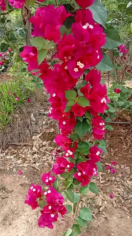 #tiktok#natureza#viralizar💚💚💚