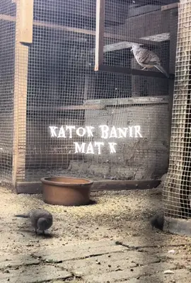 alhamdulillah,usaha tidak prnah mngkhianati hasil.anak som baka katok banir,inshallah tahun depan masuk musim kita ajar laman 🤩 #Mat_K #Untuk_Kamu #Kasi_Fyp #Warisan_Sepanjang_Zaman 