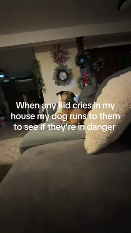 A real guard dog. #guarddog #dog #dogsoftiktok #dogsofttiktok 