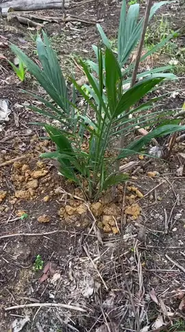 #petani pemula suhu#