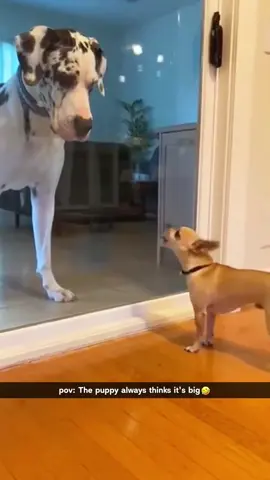 The puppy always thinks it is big🐶😂😂#dog#funny#funnyanimals#funnypets#animals #dogsofttiktok #pet #foryou #longervideos