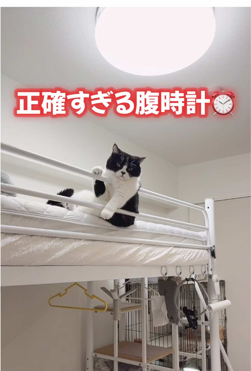 ご飯が出たらすごい勢いで飛び出して来ることを期待してカメラ構えてるけど、いつもピージャラジャラの前に出てくる🙄 正確すぎる腹時計のせいで、１回も撮りたい動画撮れたことない😂 #猫 #猫のいる暮らし #腹時計 #食いしん坊 #食欲の秋 