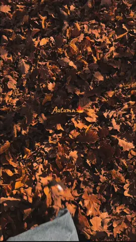 🍁November🍁#fyp #CapCut 