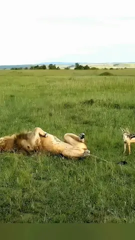 What happened with this lion 😂 #nature #wild #facts #DidYouKnow #mindblowingfacts 