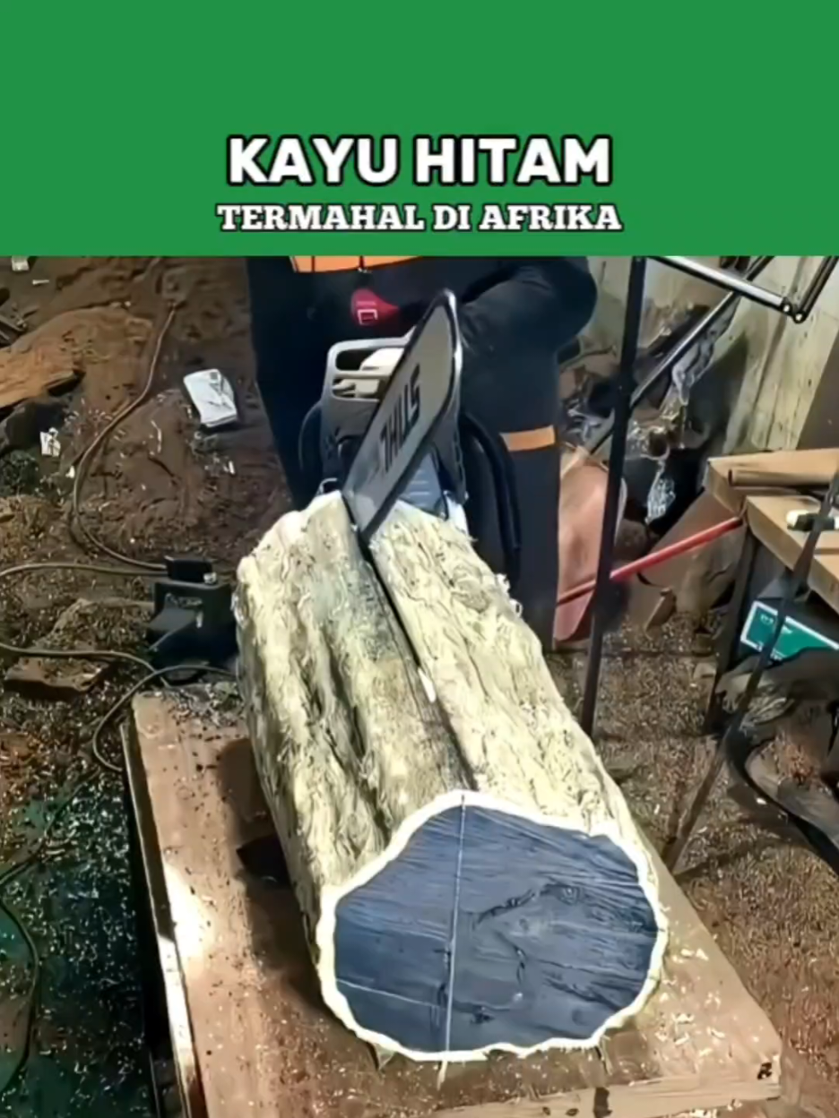 Hitam, langka, dan bernilai selangit. African blackwood — simbol kemewahan yang lahir dari alam yang rapuh. #TelusurBumi #KayuLangka #AlamAfrika #FaktaUnik #KonservasiHutan