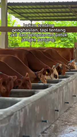 #peternakmuda #bosmuda #peternaksapiindonesia #sapiviral #sapiblitar 