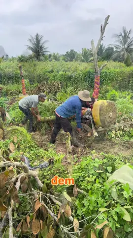 Quá Trình đem cây từ trong vườn ra ngoài lộ mùa mưa#phuccayantrai 