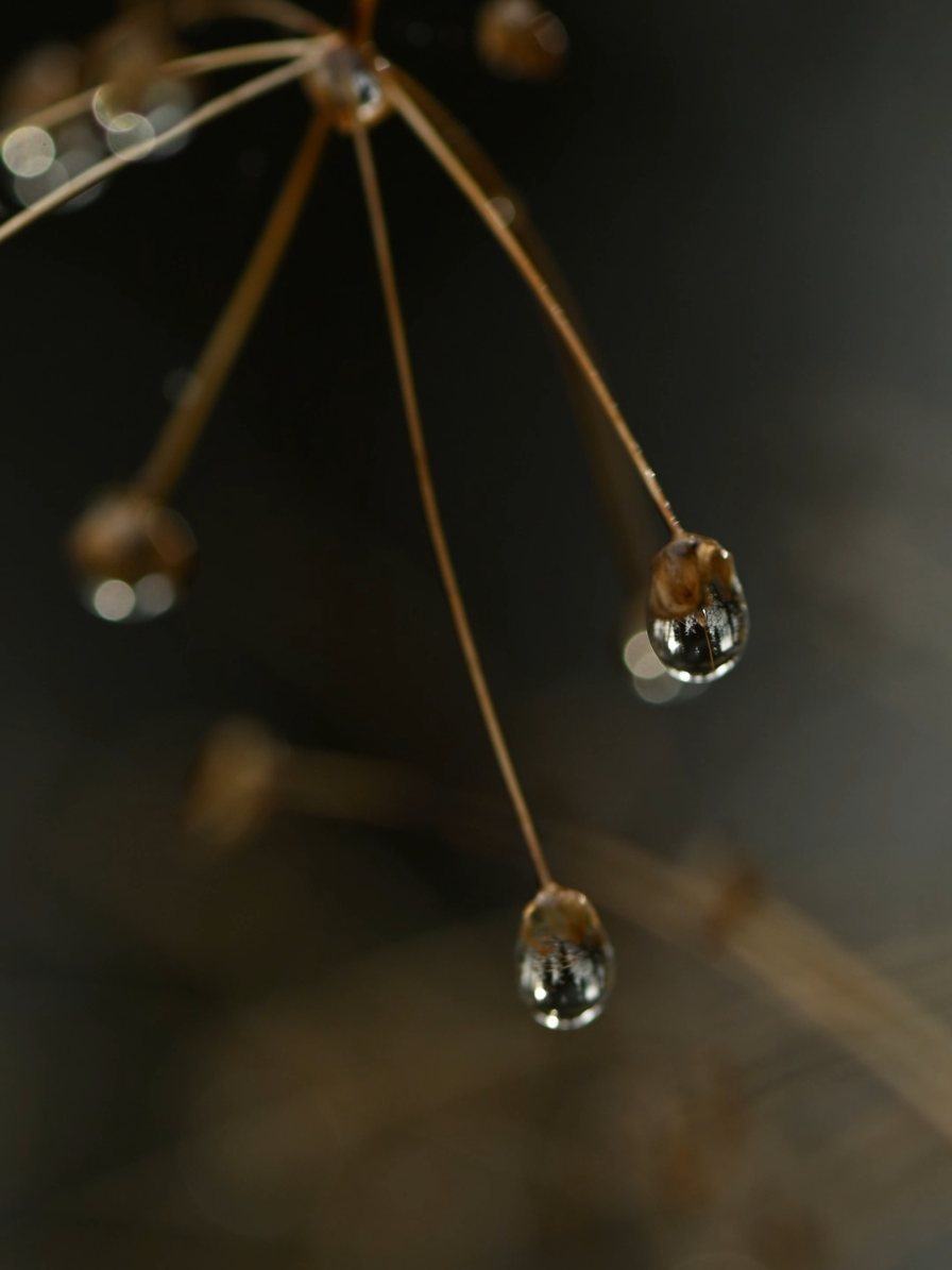 просто осень,просто капли и настроение.. #autumnvibe,#autumn 2025#nature#nikoncreators