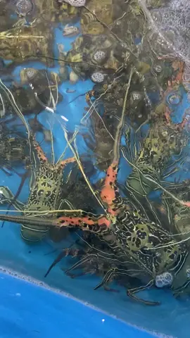 Export lobster🤩 #lobster #seafood #fyppppppppppppppppppppppp #eksporindonesia #lobstermutiara 
