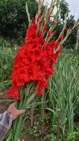 Củ hoa lay ơn (hoa dơn) sẵn trong giỏ hàng🥰 trồng hoa đón Tết 2026 #hoalayon #tet2026 #xuhuong #foryou 