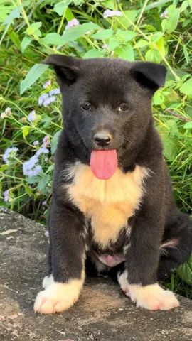 Xinh xinh h’mông cộc đuôi….