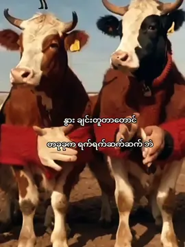 စံပြ နွားလေးပါ🐮🤍 #fyp #views #fyppppppppppppppppppppppp #fypシ゚ #cows 
