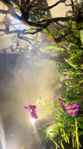 Livingwall Konsep “Jungle” #landscapedesign #hiasandindingestetik #livingwall #tamanjakarta #tamanestetik 