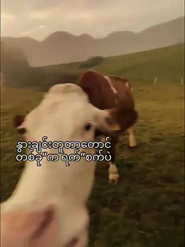 နွားကိုမော့လိုက်ပီ #tiktok #trending #Trend 