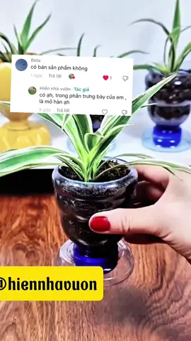 Tái chế chai nhựa trồng hoa  mỏ hàn e có để ở trưng bày ạh #hiennhavuon #taichechainhua #hoamuoigiothaikep #hoamuoigio #hoamuoigiotrung @Hiền nhà vườn @Hiền nhà vườn 