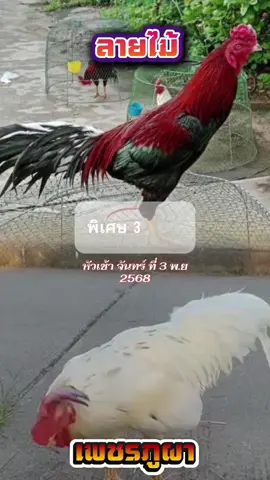 บุกๆ #ไก่เดือยใต้หกเก้า #ไก่ใต้ไก่เดือย🐓💯 #อนุรักษ์ไก่ใต้🐓 #ไก่ใต้ #ไก่ชน 