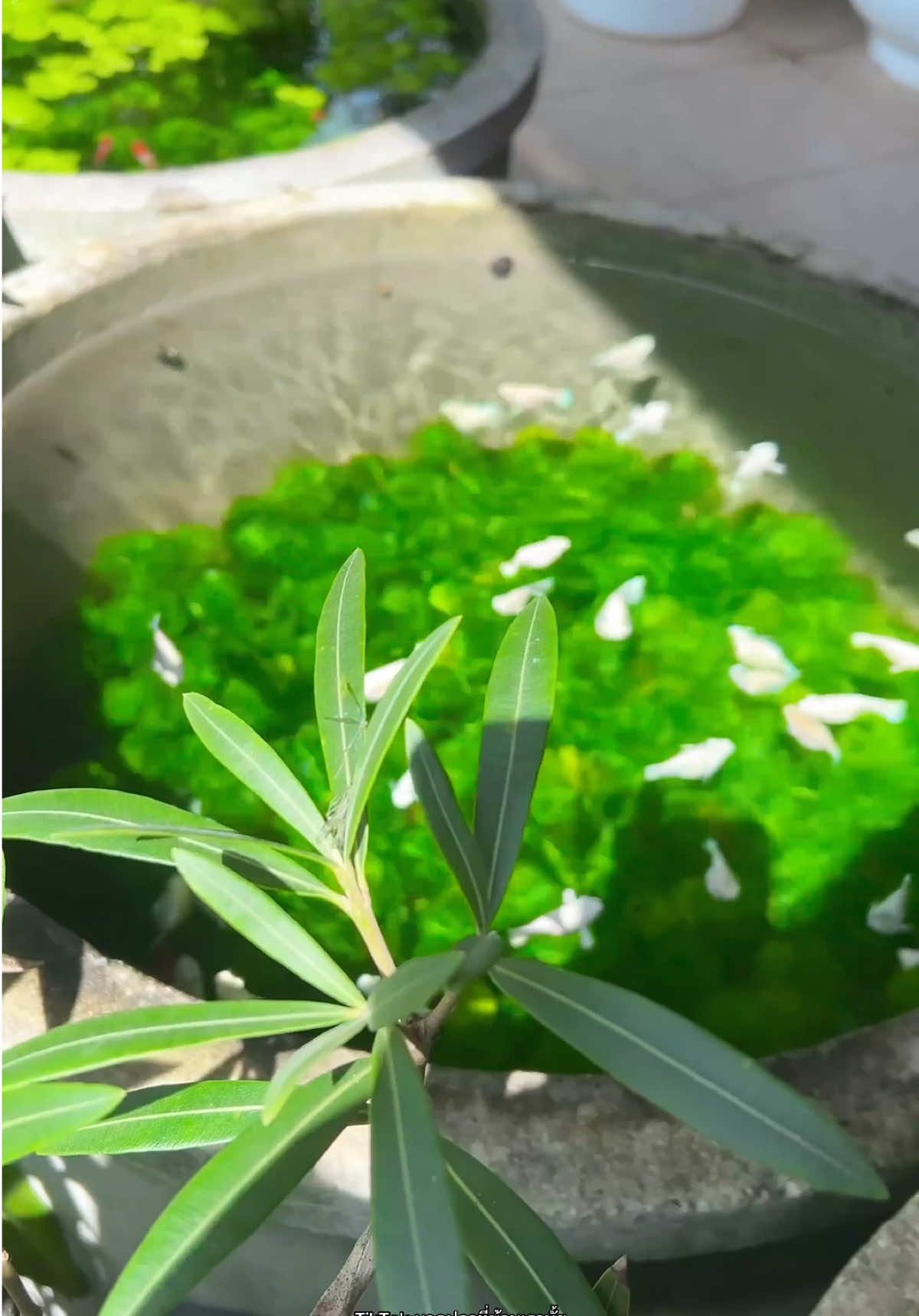 ปลาบอลลูนในอ่างไม้น้ำ😌❤️ . . . #ไม้น้ํา #ปลาบอลลูน #ปลาสวยงาม #aquarium #มาดูปลาที่บ้านเรามั้ย 