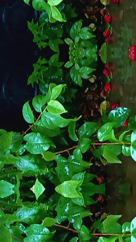 E essa chuvinha Abençoada pra deixar nosso domingo com um gostinho de Quero ficar em Casa ! hummmmmm ! 