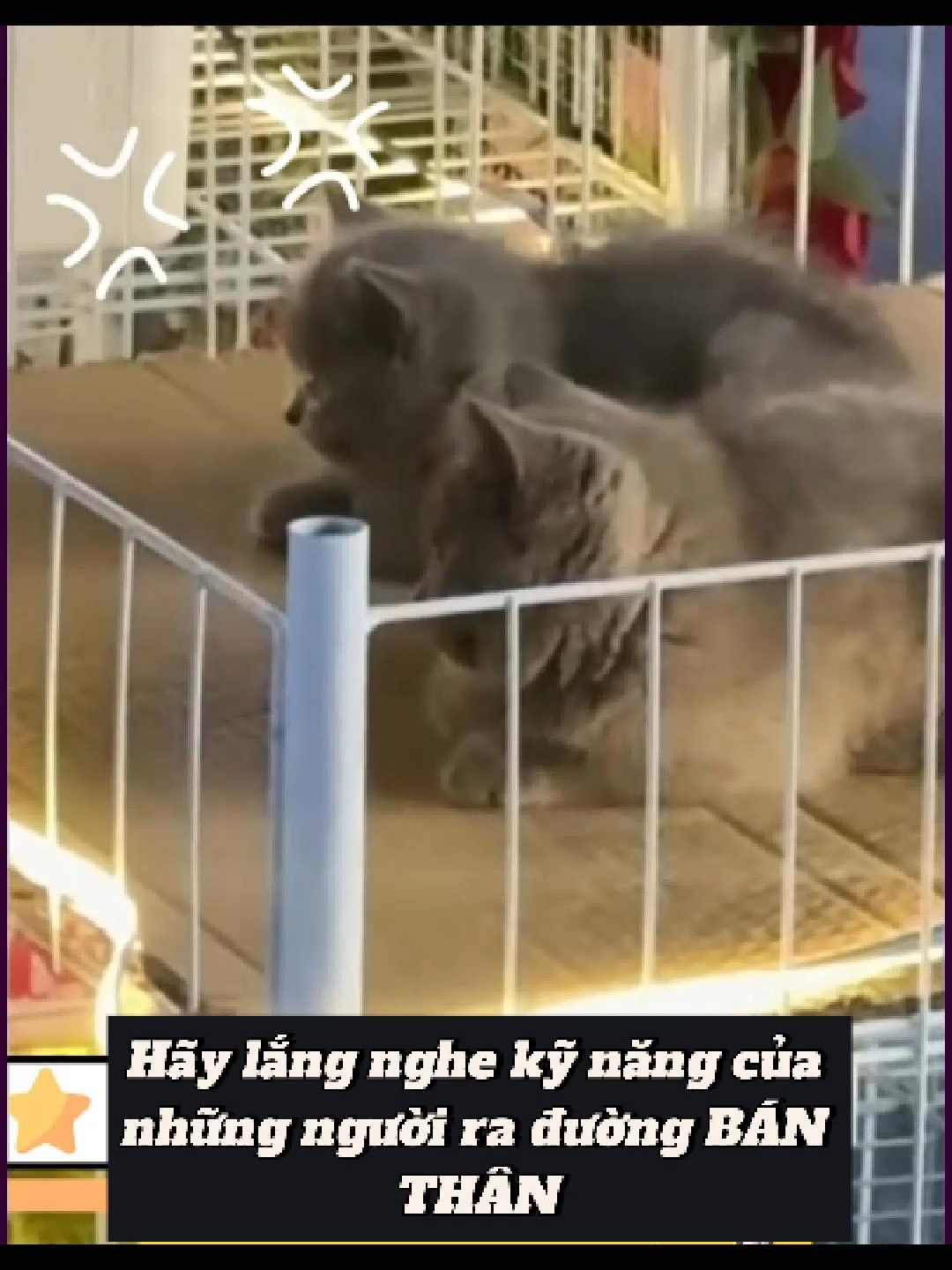 Kỹ năng bán thân như thế nào mới đắt khách, các bác cùng nghe. #cute #cat #beaty #smart #Love #dethuong #feelings #khoanhkhacdatgia #thoigian #thinhhanh #nangluongtichcuc💪🍀 #remember #LearnOnTikTok #truyencamhung #review #foryou #thinking #xuhuong #trending #friendship