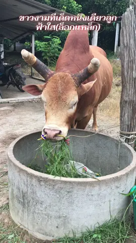 สละโสดแล้วครับ #ขาวงามทีเด็ดหนึ่งเดียวลูกฟ้าใส เจอกันเดือนธันวาคม#วัวชนเงินล้าน🏆⚔️💸 #ไม่ใช้การทารุณกรรมสัตว์❤🐂 #ประเทศโคกยาง #ฟีดดดシ 