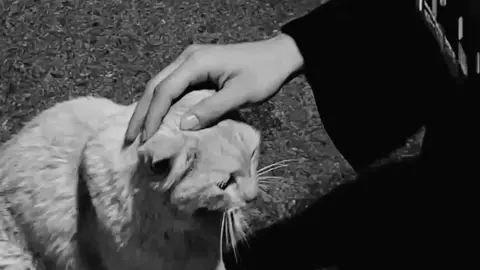 #شيعة_الامام_علي_عليه_السلام  #يافاطمة_الزهراء_اشفعي_لي_في_الجنة  #الامام_الحسن_عليه_السلام 