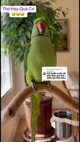 Trả lời @trnng941 Dạ vậy là Vẹt có cơ hội đi du lịch rồi ạ🤣 