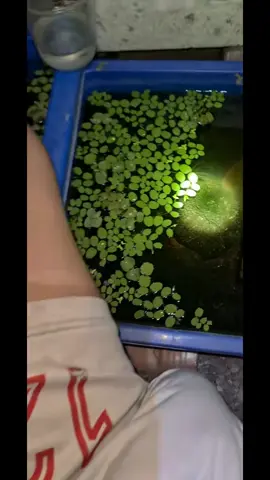 Tối rồi ra ngồi ngắm cá 🥰  #xuhuong 