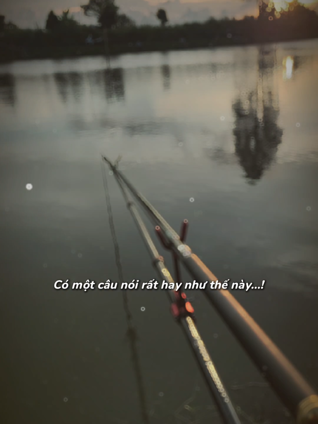 cây cần mà các cụ tự tin bo bằng chít tên là gì???🥰#caudai #câucá #hottrend 