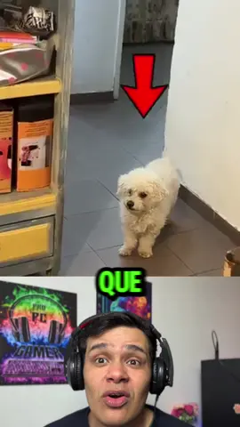 Mirar la reacción de este perro, al ver que adoptaron otro cachorro #cachorro #perro #adoptar #reacción 
