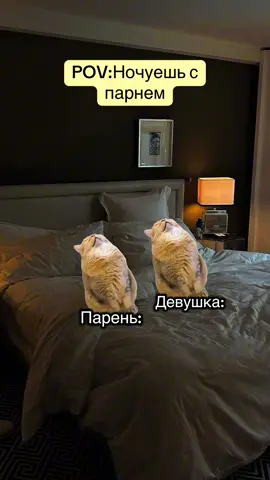 Dein Freund nachts #lustig#katze#humor#memes#miniserien  