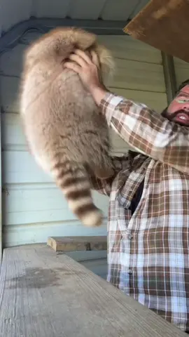 #stitch with @fowlmouthfarmer #trashpanda #limitededition #fyp 