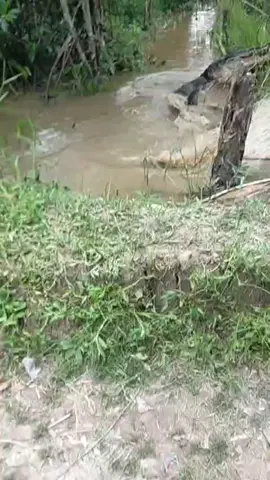 proses penangkapan buaya sepanjang 6 meter #buaya #fyppppppppppppppppppppppp #buayasungai 