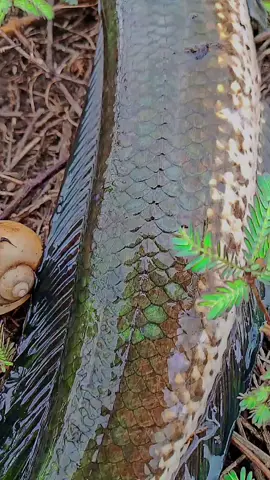 gabus goblin kah ? 🤔#goblin #gabusgoblin #casting #haruan #gabusHijau 