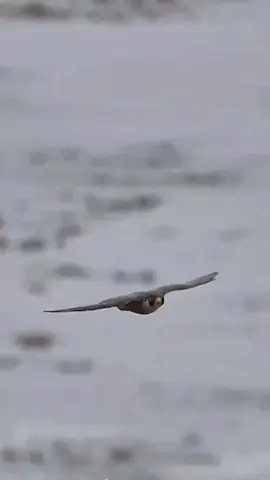 #zako😎 #🦅 #🔥 #اكسبلور #CapCut 