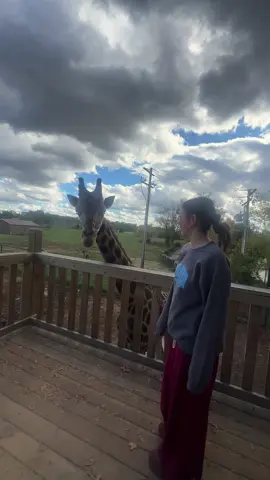 We’ve had a lot of questions from the last video 😂😂 1- yessss the enclosure is a lot bigger than shown, this is just where tumbleweed hangs out because he likes to see all the people! 2- as much as I wish this was my backyard it’s @Wild Animal Safari - Missouri! 3- definitely NOT AI- he’s just a loving animal who is a sucker for attention!! 4- it’s highly encouraged to be hands on with all of the animals, I’m not sure he actually remembers us but we are frequent visitors here (6 hr round trip) and he’s affectionate 9/10 times we see him 😂😂 he has been known to eat my hair and try to take my hoodie from me with me in it but that is besides the point! 5- blossom is his “wife” that shares him enclosure and we’re still not sure why she was licking the house 🤣 