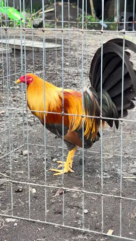 pumpkin 🎃🎃 salam satu hobyy mendunia 🙏🏻 salam kaki kiri 🙏🏻salam kaki getar 🙏🏻 #ayamimport #ayamflipin🇨🇿 #lewatberanda #viral #foryou 